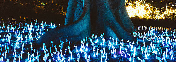 Leuchtende Pflanzen um einen Baustamm